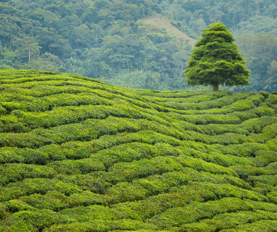 To Boh Plantation